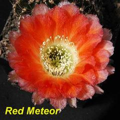 EP-H. Red Meteor.4.2.jpg 